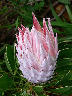 Kuningasprotea on näyttävä tuliainen Madeiralta. kuva Wikipedia.fi